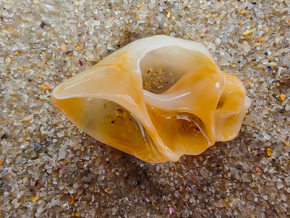 L039 - Beach Treasure