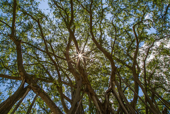 L035 - Banyan Tree Sunburst - Oahu, Hawaii