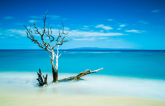 SE005 Kiawe Tree