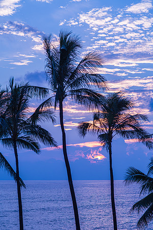 SS006 - Setting Sun and Palm Trees 2