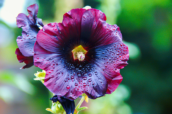 F004 - Hollyhock - San Juan Capistrano