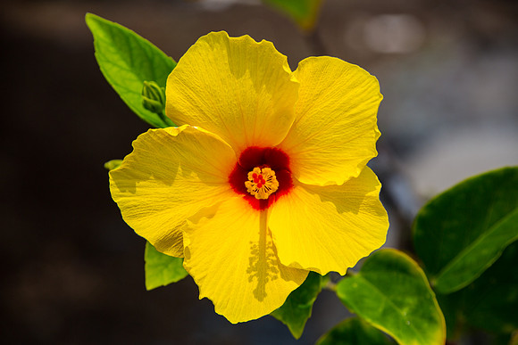 F005 - Hibiscus - Kailua Kona, Hawaii