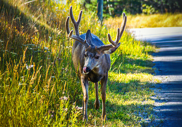 A003 - Deer, Banff