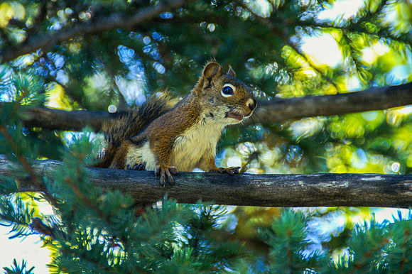 A004 - Curious Squirrel, Kananaskis Village