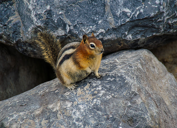 A006 - Squirrel, Canada