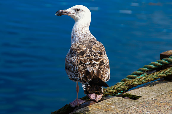 A007 - Seagull - Mallaig, Scotland