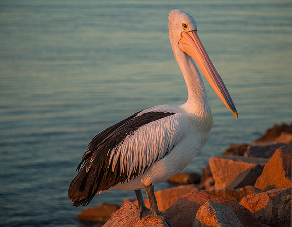 A009 - Pelican - Nelson Bay, Australia