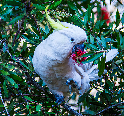 A012 - White Cockatoo 1
