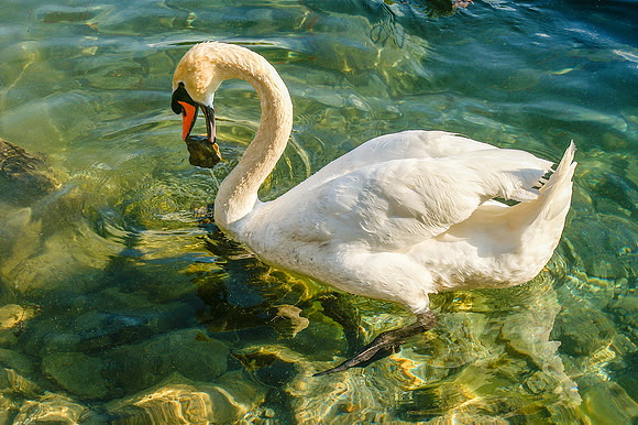 A011 - Swan - Lake Bled, Slovenia
